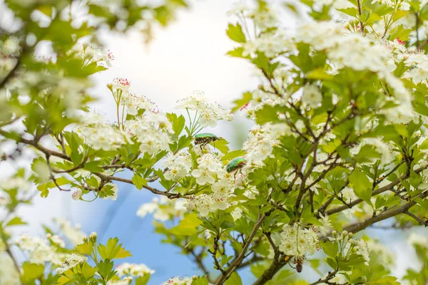 Blooming Tree White Flowers Blue Sunny Sky Beetle Cetonia Aurata — Fotografia de Stock
