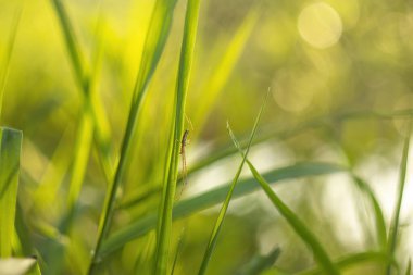 Nehir kenarındaki çimlerin üzerindeki örümcek. Tetragnatha pinicola. Arka plan bulanık. Kapat..