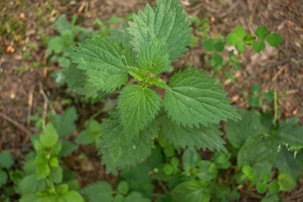 Urtica Dioica Nebo Kopřivy Zahradě Kopřivka Léčivá Rostlina Která Používá — Stock fotografie