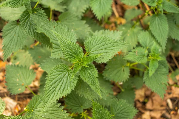 Urtica dioica ya da ısırgan otu, bahçede. Isırgan otu, kanama, idrar söktürücü, ateş düşürücü, yara iyileştirme, antiheumatik madde olarak kullanılan bir ilaç..