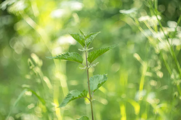 Urtica Dioica Sau Urzică Înţepătoare Grădină Urzica Înțepătoare Plantă Medicinală — Fotografie, imagine de stoc