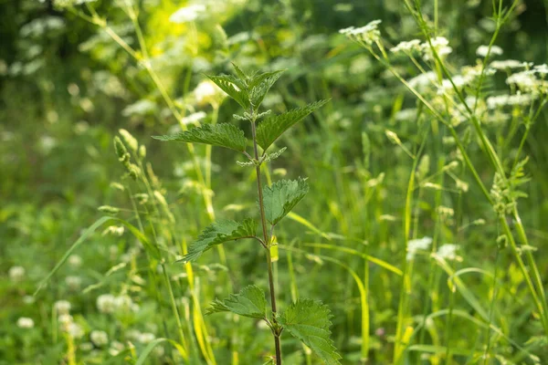 Urtica Dioica Lub Żądło Pokrzywy Ogrodzie Stinging Pokrzywy Rośliny Leczniczej — Zdjęcie stockowe