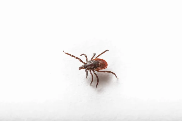 Tick Isolated White Background Dangerous Parasite Vehicle Many Infections Close — Stock Photo, Image