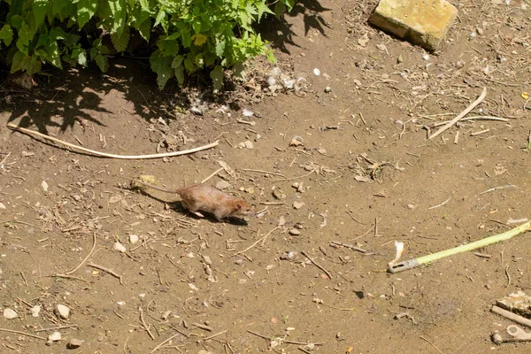 Kahverengi Sıçan Rattus Norvegicus Çitten Sıvışıyor Sıçan — Stok fotoğraf