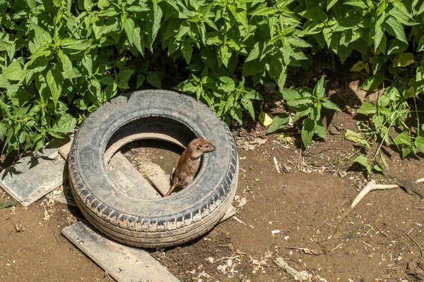 A brown rat, Rattus norvegicus, on an old tire. Rat.