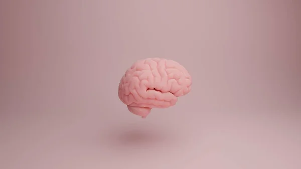 Růžový Porcelánový Anatomický Mozek Ilustrace Vykreslení Kopie Místa — Stock fotografie