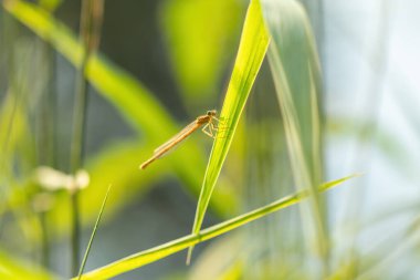 Yeşil arka planda çimlerin üzerinde yusufçuk. Gün batımı.