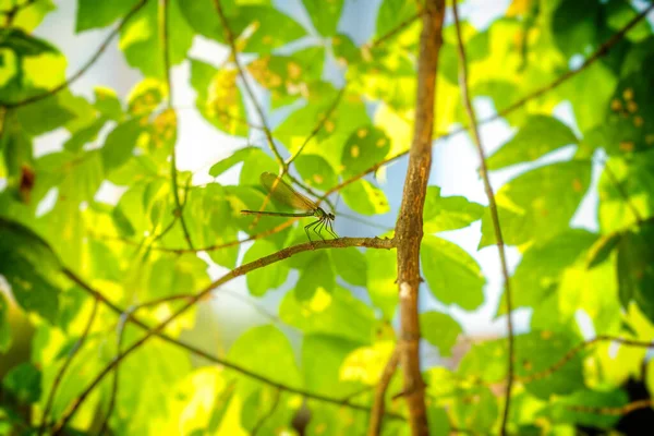 Dragonfly Een Boomtakje Een Groene Achtergrond Zonsopgang — Stockfoto