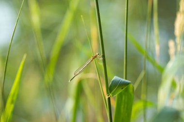 Yeşil arka planda çimlerin üzerinde yusufçuk. Gün batımı.