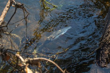 Çimen yılanı saldırısı. Çimen yılanı balık yer. Avrupa 'nın vahşi yaşamı
