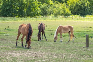 Atlar çayırda otluyor. Üç at..