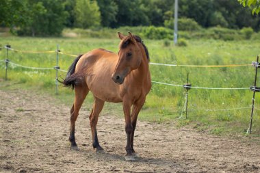 Brown horse standing alone. Horse on the farm.