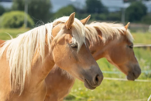 Close-up of the heads of two mares. Two light brown mares.