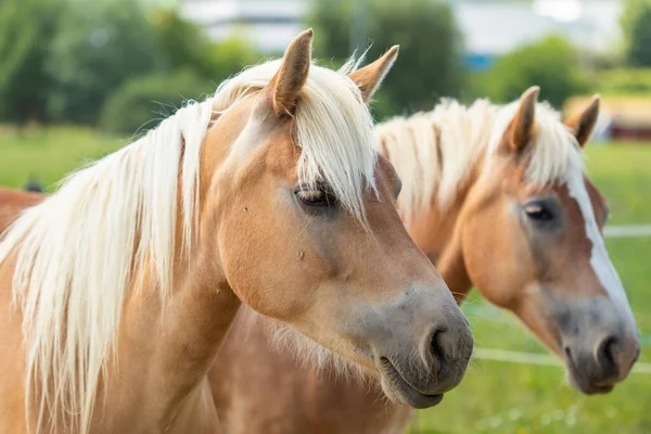 Close-up of the heads of two mares. Two light brown mares.
