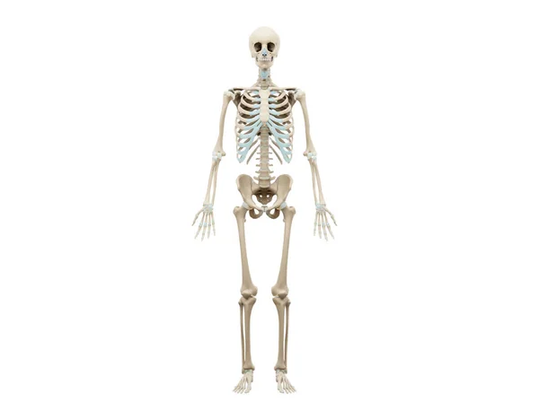 Rendered Medically Accurate Illustration Human Skeleton Isolated White Background — Foto Stock