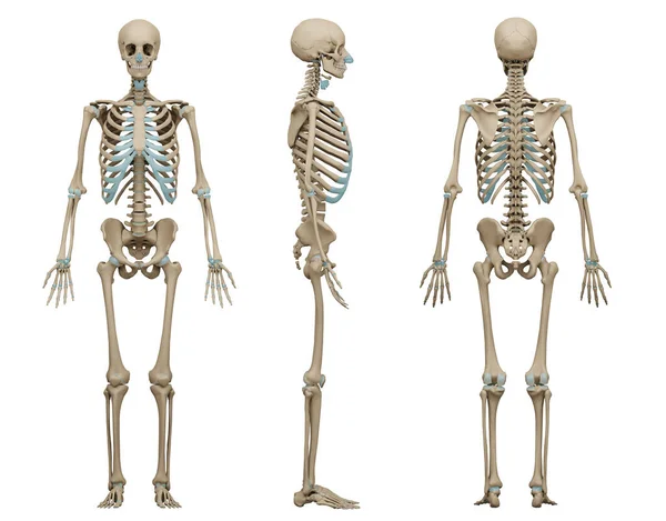 Rendered Medically Accurate Illustration Human Skeleton Black Background — 图库照片
