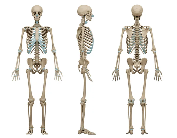 3d rendered medically accurate illustration of a human skeleton on black background.