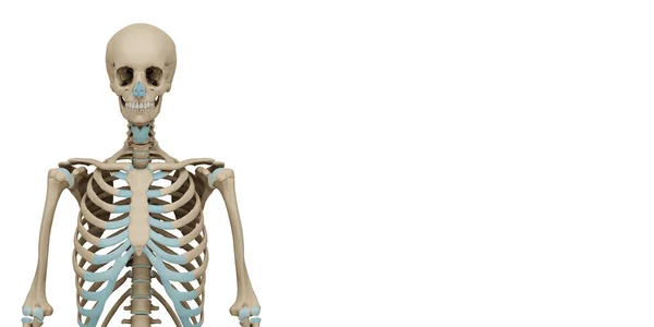 Rendered Medically Accurate Illustration Human Skeleton Black Background — Foto Stock