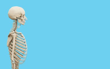 3d rendered medically accurate illustration of a human skeleton on blue background.