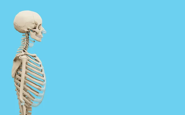 Rendered Medically Accurate Illustration Human Skeleton Blue Background — 图库照片