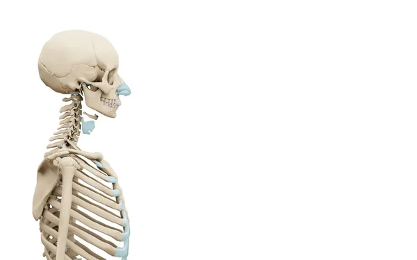 Rendered Medically Accurate Illustration Human Skeleton White Background — Foto Stock