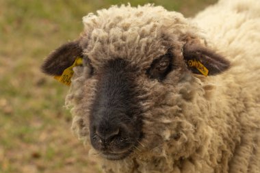 Single lamb in a field in summer. Close up shot.