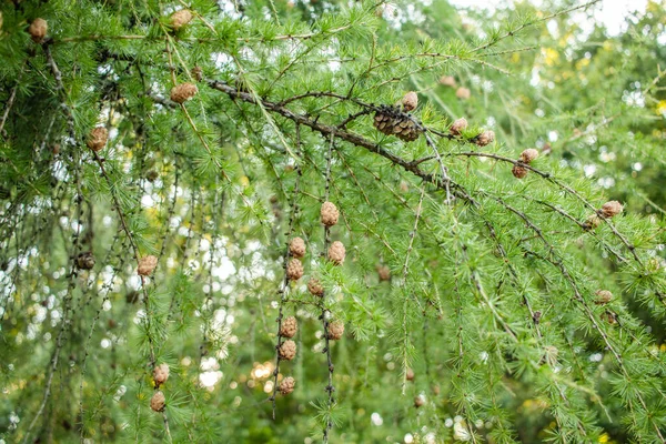 Sprig European Larch Larix Decidua Κουκουνάρια Θολή Φόντο Και Αντιγραφή — Φωτογραφία Αρχείου