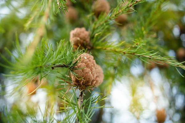 Sprig European Larch Larix Decidua Сосновими Шишками Розмитому Фоні Копіювальним — стокове фото