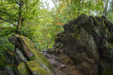 Stones and trees with berries. Mountain detail. Rocks background with space for design.