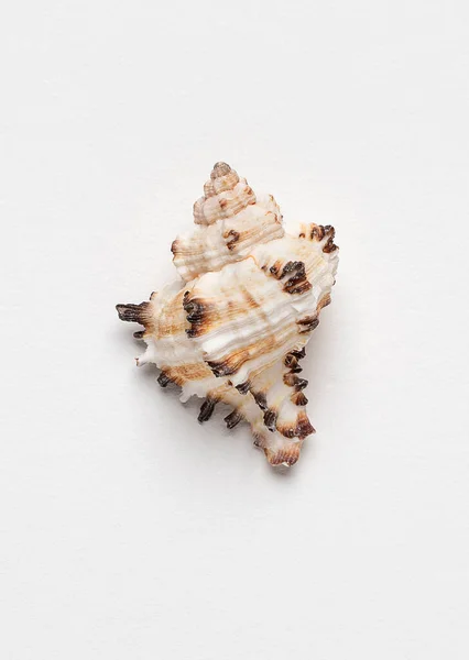 Sea Shell Isolate White Background — Stock Photo, Image