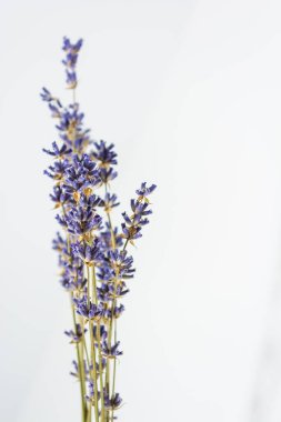 Beyaz arka planda güzel bir demet kurutulmuş lavanta. Dikey fotoğrafçılık.
