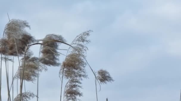 Droge Bloeiwijzen Van Rietstengels Zwaaien Wind Bij Bewolkt Weer — Stockvideo