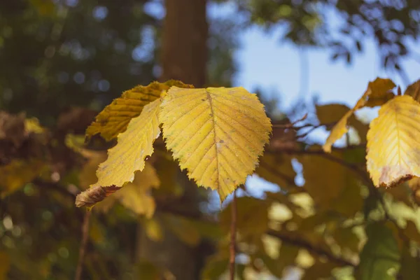 Yellow Leaf Hornbeam Branch Illuminated Sun Sunset Autumn Theme Selective — Stock Photo, Image