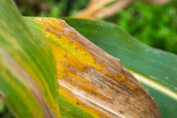 Drie Maïsbladeren Die Beginnen Drogen Geel Worden Het Veld Herfst — Stockfoto