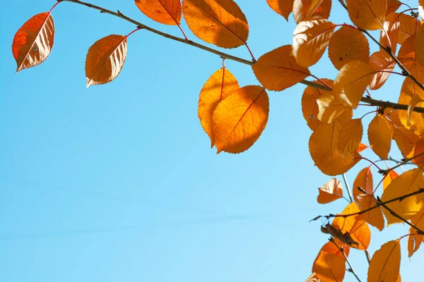 Mavi gökyüzüne karşı sarı kiraz yapraklarının sonbahar arkaplanı. Güneşli hava.