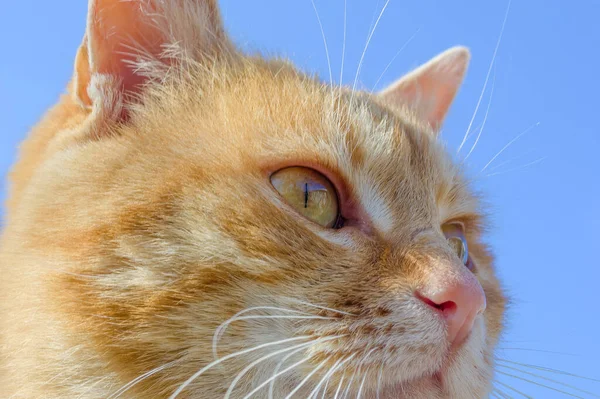 Rode Kat Kijkt Verte Tegen Blauwe Lucht Aan Het Hoofd — Stockfoto