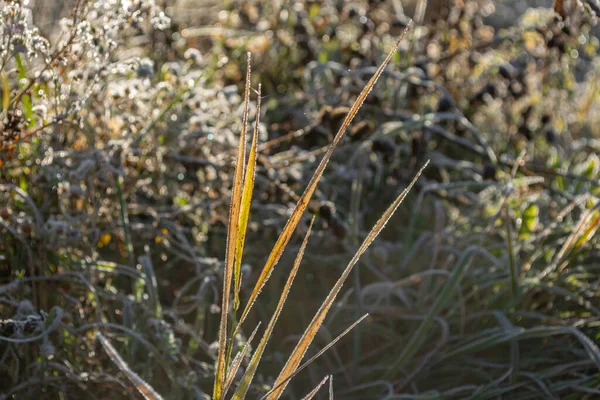 草の大きな葉は朝の太陽の下で霜が降ります 凍える — ストック写真