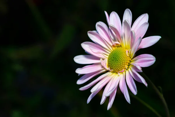 Crisantemo Blanco Lila Sobre Fondo Verde Oscuro Hojas Jardín Tarde —  Fotos de Stock