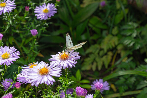 Cabbage White Butterfly (Pieris brassicae) diurnal butterfly from the family whitefly (Pieridae) on a lilac flower in the garden.