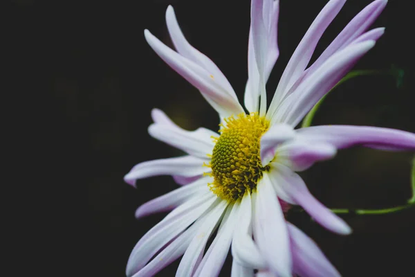 Ανθισμένο Χρυσάνθεμο Λευκό Λιλά Λουλούδι Σκούρο Φόντο Επιλεκτική Εστίαση — Φωτογραφία Αρχείου