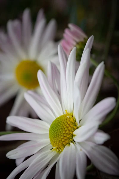 菊の花と垂直方向の写真を閉じる 選択的焦点 — ストック写真
