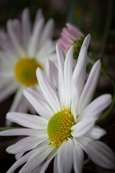 Foto Vertical Con Flores Crisantemo Cerca Enfoque Selectivo —  Fotos de Stock