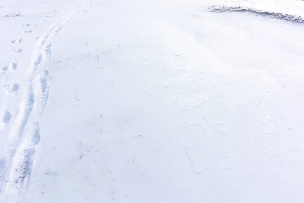 Pegadas Homem Cão Num Campo Nevado Passeio Inverno — Fotografia de Stock
