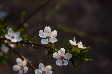 Küçük beyaz erik çiçekleri koyu kahverengi arka planda bir dalda yakın plan. Seçici odaklanma. Bahar bahçesi.