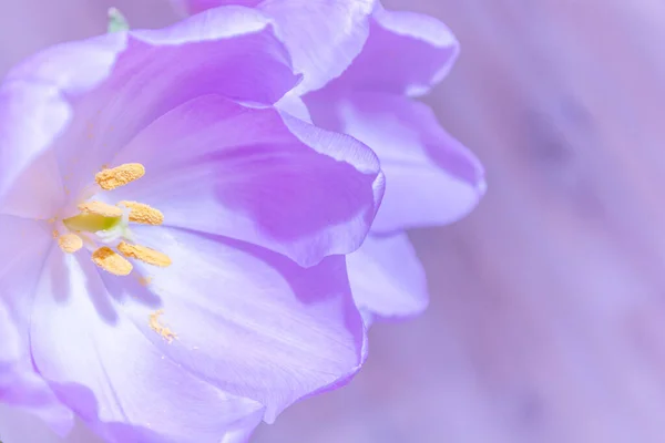 Lilac Tulipány Zblízka Šeříkovém Pozadí Selektivní Soustředění Nápis Jarní Prázdniny — Stock fotografie