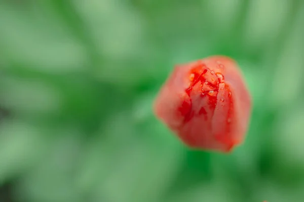 Vörös Tulipán Harmatcseppekkel Szirmokon Elmosódott Zöld Háttérrel Kilátás Fentről Szelektív — Stock Fotó