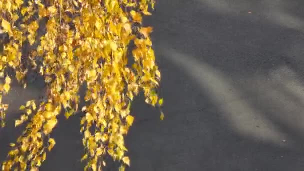 Sarı Huş Yaprakları Rüzgarda Siyah Asfaltın Arka Planında Gelişir — Stok video