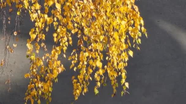 Sarı Huş Yaprağı Sıcak Sonbahar Günleri — Stok video