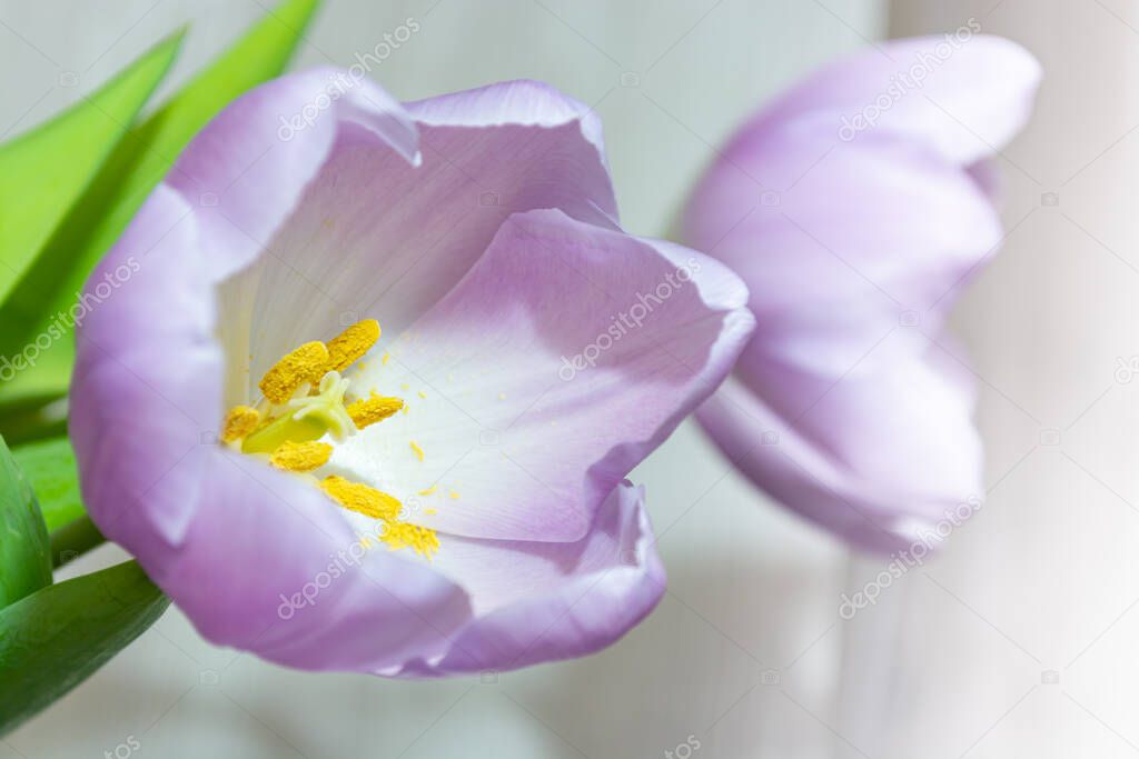 Purple tulips on a light blurred background. Flowers close up.