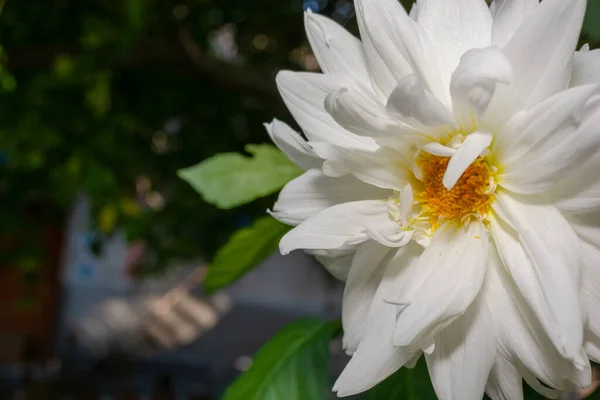 Bílá Dahlia Blízko Zahradě Realistická Fotografie Letní Květiny — Stock fotografie